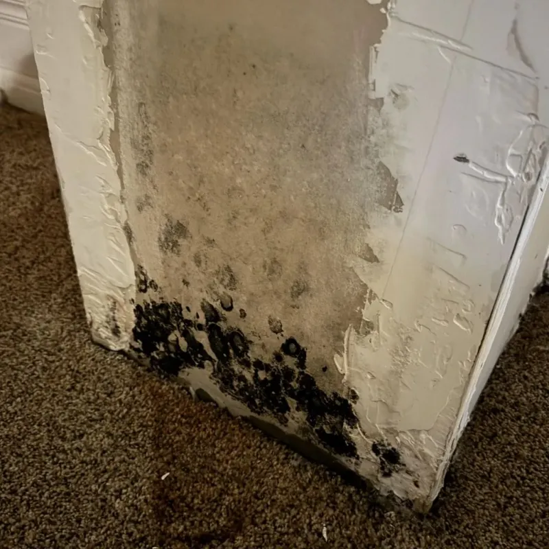 Professional Mold Removal in Grayson County, KY